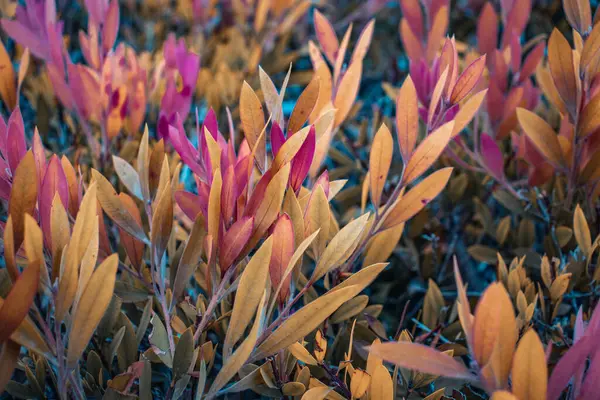 Sonbaharda daldaki Euonymus çalılarının pembe yapraklarını kapat. Bahçe konsepti fotoğrafçılığında renkli bir çalı. Sonbahar mevsiminde kırsal kesimde. Bahçe çiçeği sabahı. Duvar kağıdı için yüksek kaliteli resim, makale