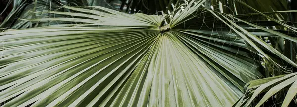 Tropical palm leaves, floral background photo. Circular palm leaf of the licuala valida palm in Barcelona. Street scene. High quality picture for wallpaper, article