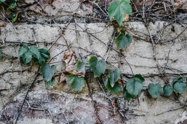 Sarmaşık bitkisi desenli gri duvar konsept fotoğraf üzerinde. Eski tuğla duvar ve sonbahar sarmaşığı, tuğlalar çit, dış görünüş. Avrupa Bölgesi. Duvar kağıdı ve seyahat günlüğü için yüksek kaliteli resim.