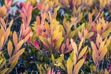 Sonbaharda daldaki Euonymus çalılarının pembe yapraklarını kapat. Bahçe konsepti fotoğrafçılığında renkli bir çalı. Sonbahar mevsiminde kırsal kesimde. Bahçe çiçeği sabahı. Duvar kağıdı için yüksek kaliteli resim, makale