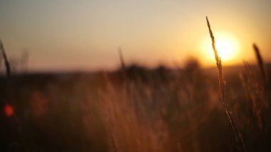 Köyde gün batımında tarlada