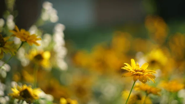 Květina Roste Poli — Stock fotografie