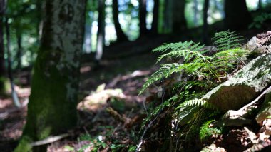 Sonbaharda ormandaki bitkiler 