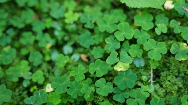 Sonbaharda ormandaki bitkiler 