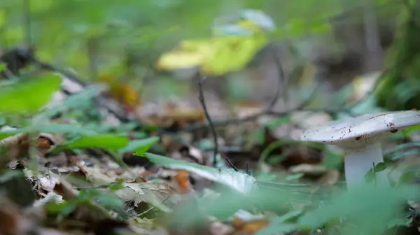 Mushroom Grows Forest Autumn — Stock Photo, Image