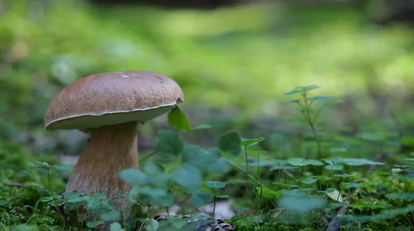 Mushroom Forest Autumn — Stock Photo, Image