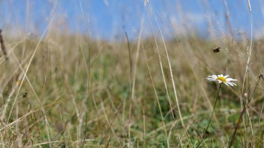 Sonbaharda Karpatlar 'da Doğa