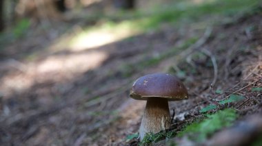 Sonbaharda Karpatlar 'da Doğa