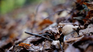 Karpat dağlarında sonbahar