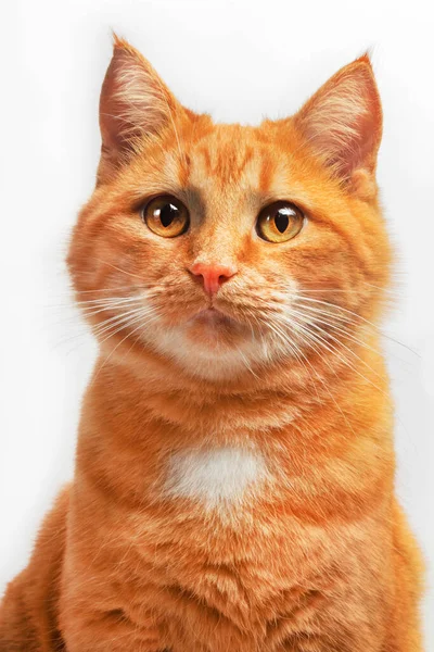 Kameraya Bakan Sevimli Genç Kırmızı Kedi Telifsiz Stok Imajlar