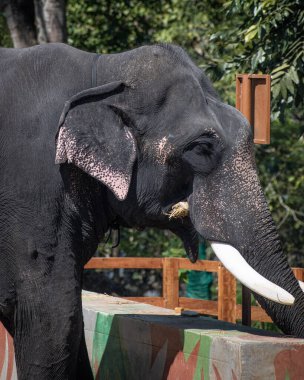 A picture of an Indian elephant in the elephant camp in Coorg, Karnataka, India