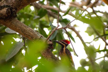 Hindistanda Kerala 'da bir mango ağacında duran dağılmış ağaçkakan portresi.