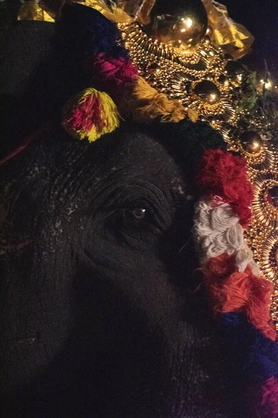 ケララのフェスティバルでネットチパタムを着用した装飾された象のクローズアップ — ストック写真