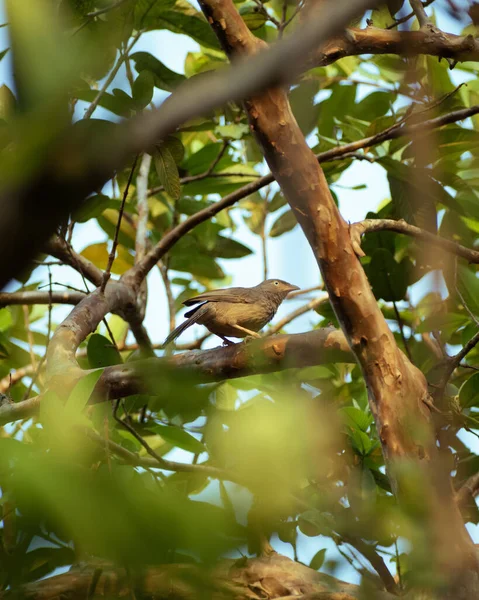 A picture of a bird named Jungle Babbler sitting in a tree
