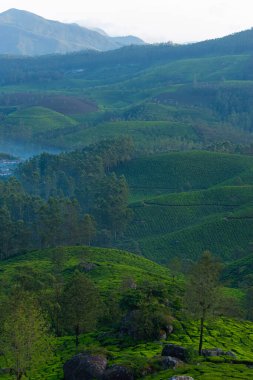 Hindistan 'ın Kerala kentindeki en güzel ve romantik turistik yerlerden biri olan Munnar' da dağ sıraları sisle kaplıdır. 08-22-2023 'e tıklandı