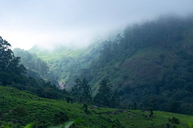 Şafak vakti Hindistan, Kerala, Munnar 'da sisli dağların bir resmi.