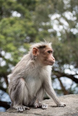 Rhesus Maymunu 'nun (Rhesus Macaque) eksik eli ile bir resmi.
