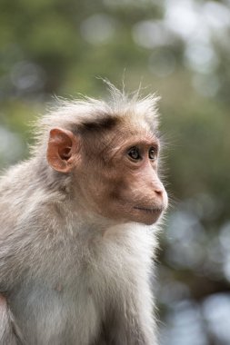 Rhesus Maymunu 'nun (Rhesus Macaque) oturduğu ve etrafa bakındığı bir yakın plan.