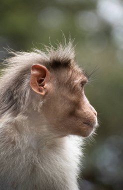 Rhesus Maymunu 'nun (Rhesus Macaque) oturduğu ve etrafa bakındığı bir yakın plan.