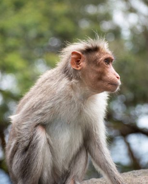 Rhesus Maymunu 'nun (Rhesus Macaque) eksik eli ile bir resmi.