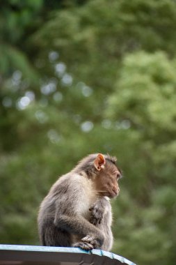 Rhesus Maymunu 'nun (Rhesus Macaque) oturduğu ve etrafa bakındığı bir yakın plan.