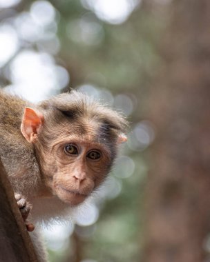 Rhesus Maymunu 'nun (Rhesus Macaque) oturduğu ve etrafa bakındığı bir yakın plan.