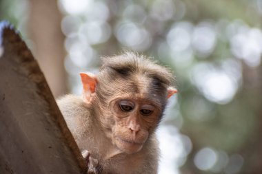 Rhesus Maymunu 'nun (Rhesus Macaque) oturduğu ve etrafa bakındığı bir yakın plan.