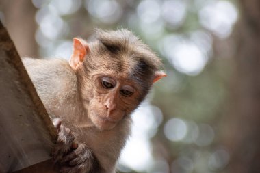 Rhesus Maymunu 'nun (Rhesus Macaque) oturduğu ve etrafa bakındığı bir yakın plan.
