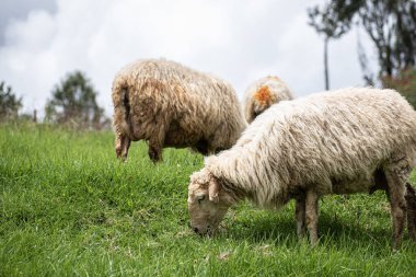 Otlakta otlayan bir koyunun (Ovis aries) resmi