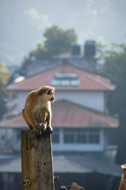 Maymun resmi (Macaca sinica), Sri Lanka 'ya özgü kırmızı kahverengi renkli bir Eski Dünya maymunudur.