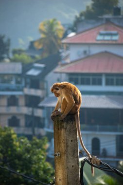 Maymun resmi (Macaca sinica), Sri Lanka 'ya özgü kırmızı kahverengi renkli bir Eski Dünya maymunudur.