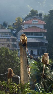 Bir grup toque macaque (Macaca sinica), Sri Lanka 'ya özgü kırmızı-kahverengi renkli eski dünya maymunudur. 