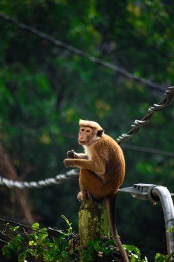 Maymun resmi (Macaca sinica), Sri Lanka 'ya özgü kırmızı kahverengi renkli bir Eski Dünya maymunudur.