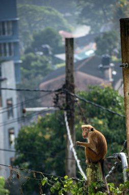 Maymun resmi (Macaca sinica), Sri Lanka 'ya özgü kırmızı kahverengi renkli bir Eski Dünya maymunudur.