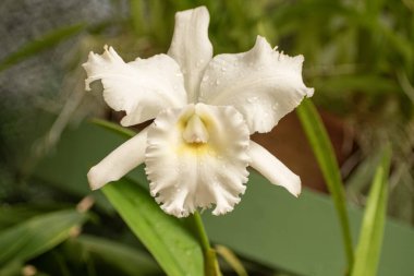 Dendrobium, Orchidaceae familyasından çoğunlukla epifitik ve lithophytic orkidelerden oluşan bir cinstir.