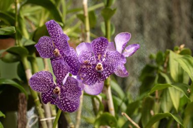 Phalaenopsis, Orchidaceae familyasından yaklaşık olarak 70 bitki türü içeren bir bitki cinsidir.