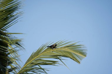 Hindistan cevizi palmiyesinde oturan bir karga resmi (Corvus)
