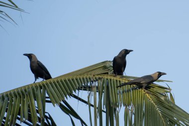 Hindistan cevizi palmiyesinde oturan bir karga resmi (Corvus)