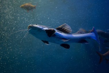 Kızılkuyruklu yayın balığının (Phractocephalus hemioliopterus) tatlı su balığıdır..