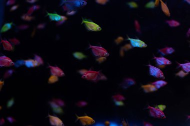 Loş Lit akvaryumunda yüzen renkli neon tetra balığının resmi.