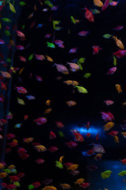 Loş Lit akvaryumunda yüzen renkli neon tetra balığının resmi.