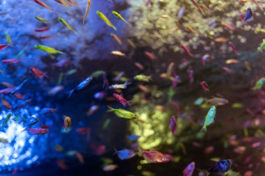 Loş Lit akvaryumunda yüzen renkli neon tetra balığının resmi.