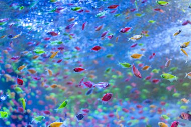 Loş Lit akvaryumunda yüzen renkli neon tetra balığının resmi.
