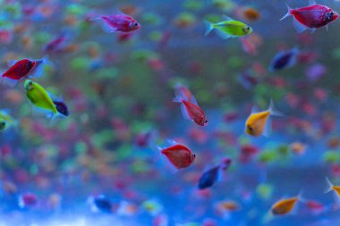 A picture of  Vibrant Colorful Neon Tetra Fish Swimming in a Dimly Lit Aquarium clipart