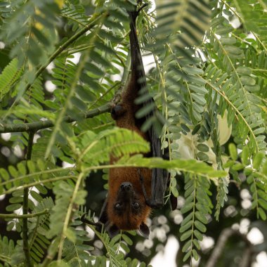 Uçan Hint tilkisinin (Pteropus medius, eski adıyla Pteropus giganteus) bir ağaçta asılı resmi.