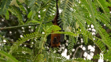 A Picture of The Indian flying fox (Pteropus medius, formerly Pteropus giganteus) hanging in a tree clipart