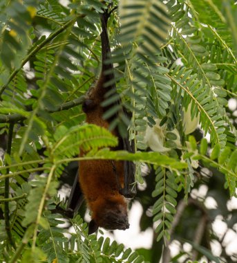 A Picture of The Indian flying fox (Pteropus medius, formerly Pteropus giganteus) hanging in a tree clipart