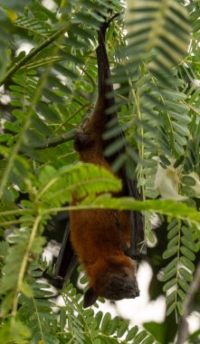 A Picture of The Indian flying fox (Pteropus medius, formerly Pteropus giganteus) hanging in a tree clipart