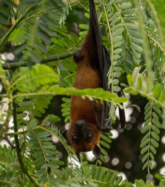 Uçan Hint tilkisinin (Pteropus medius, eski adıyla Pteropus giganteus) bir ağaçta asılı resmi.
