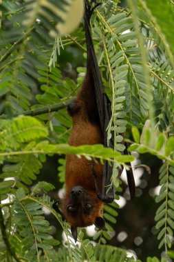 Uçan Hint tilkisinin (Pteropus medius, eski adıyla Pteropus giganteus) bir ağaçta asılı resmi.